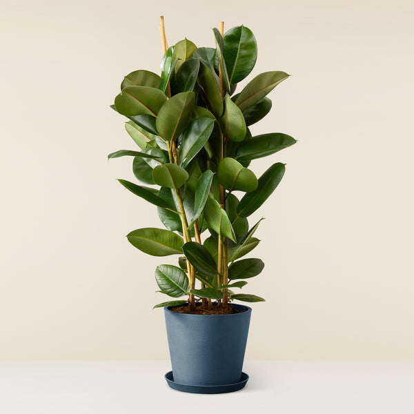 Ficus Elastica (Rubber plant)