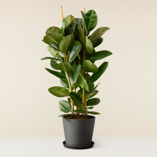 Ficus Elastica (Rubber plant)