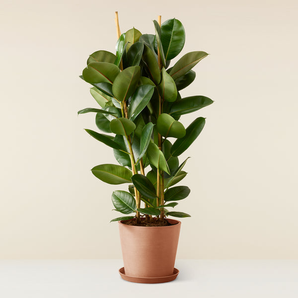 Ficus Elastica (Rubber plant)