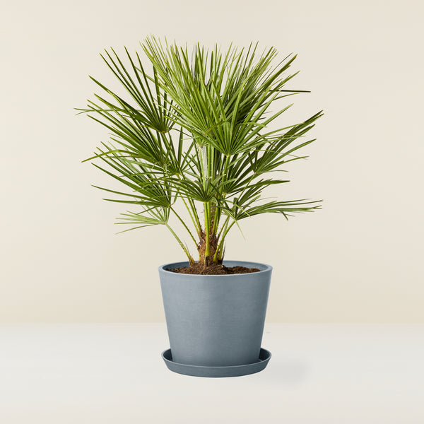 Chamaerops Humilis (Dwarf Palm)