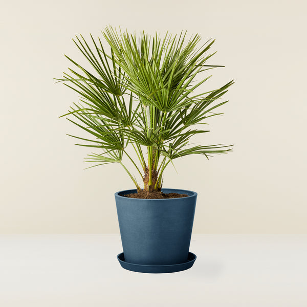 Chamaerops Humilis (Dwarf Palm)