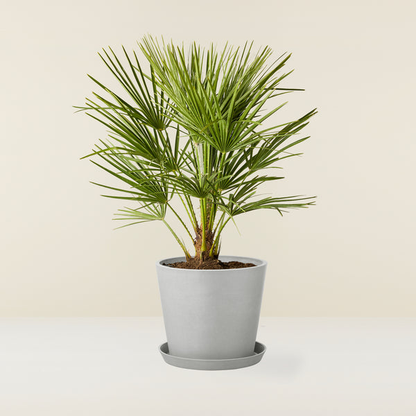 Chamaerops Humilis (Dwarf Palm)