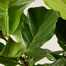Ficus lyrata (vioolbladplant)
