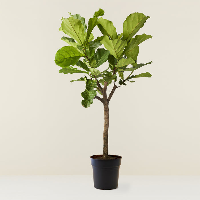 Ficus lyrata (vioolbladplant)