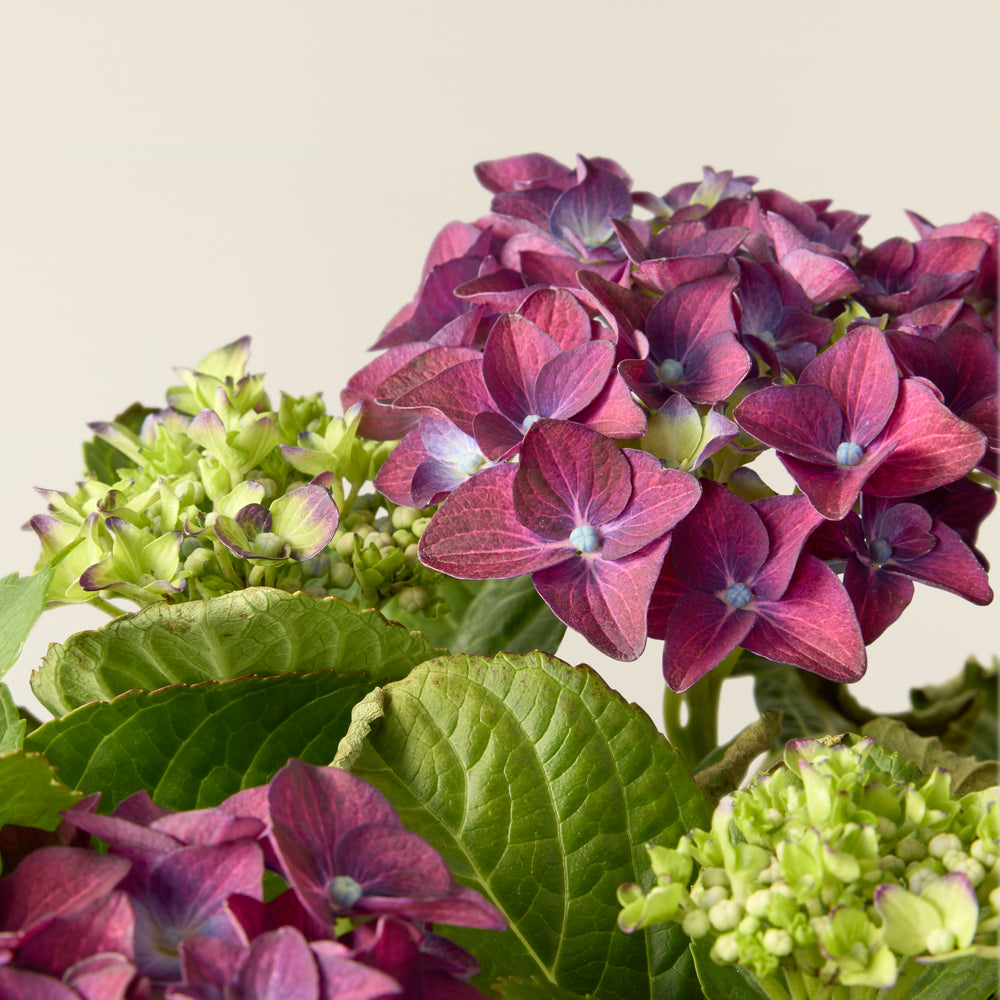 Hortensia Paars (Hydrangea Macrophylla)