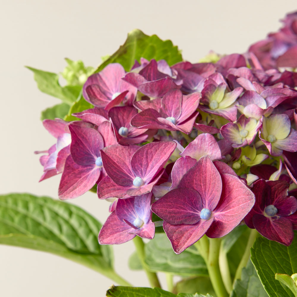 Hortensia Paars (Hydrangea Macrophylla)