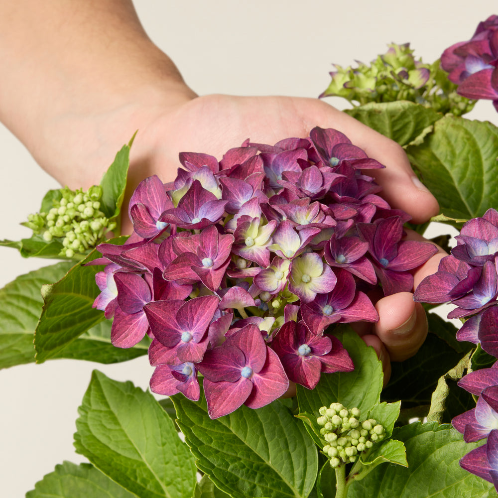 Hortensia Paars (Hydrangea Macrophylla)