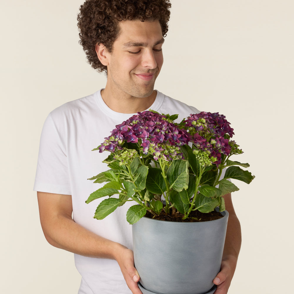 Hortensia Paars (Hydrangea Macrophylla)