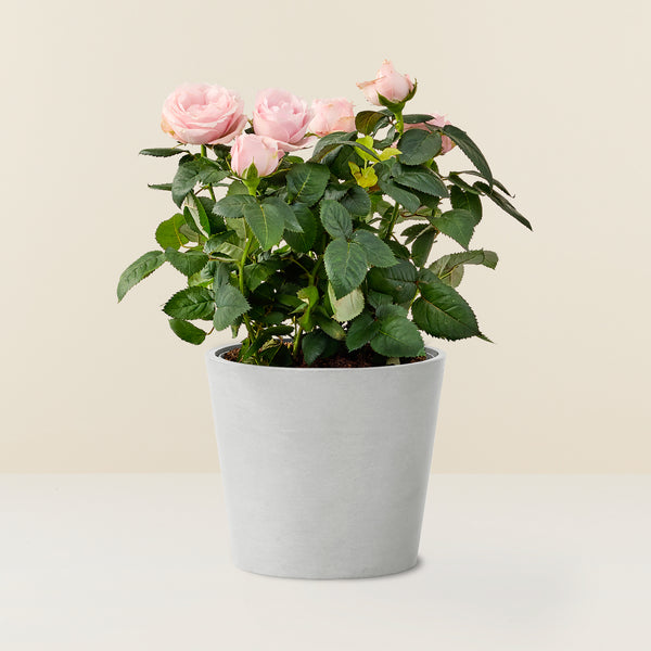 Rosier rose en pot 