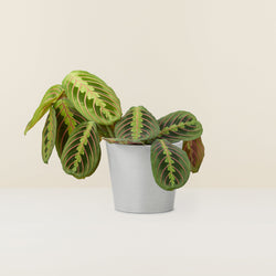 maranta-leuconeura-calathea_1