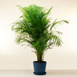 Feuillage palmier areca