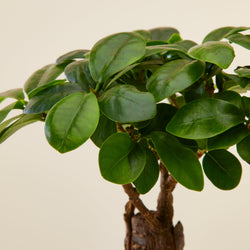 Ficus Ginseng (Small)