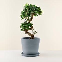 Feuille verte foncée purifiante du bonsai ficus ginseng
