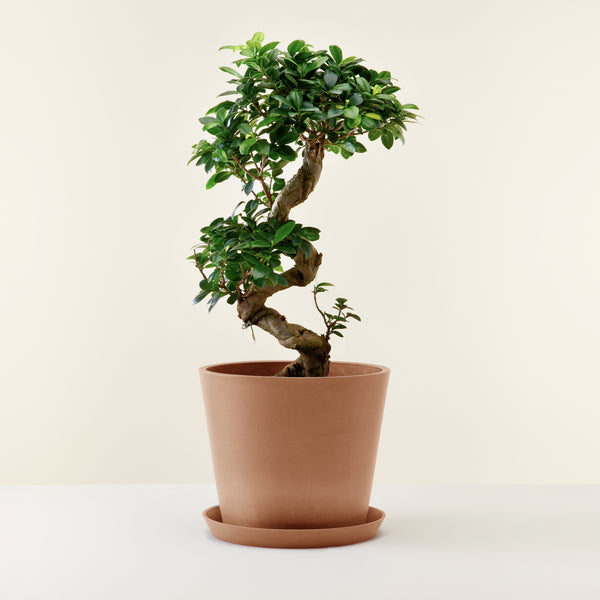 Feuille verte foncée purifiante du bonsai ficus ginseng