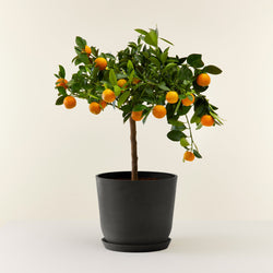 Calamondin