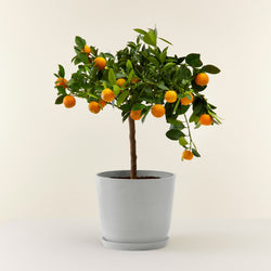 Calamondin