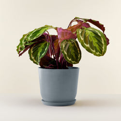 Feuille d unCalathea Médaillon mini livre a domicile par flowy