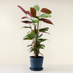 feuille du Calathea Oppenheimiana livre a domicile par flowy