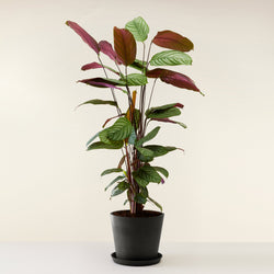 feuille du Calathea Oppenheimiana livre a domicile par flowy