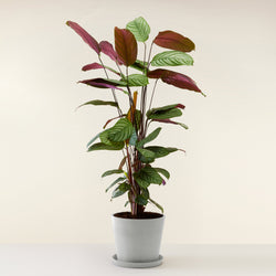 feuille du Calathea Oppenheimiana livre a domicile par flowy