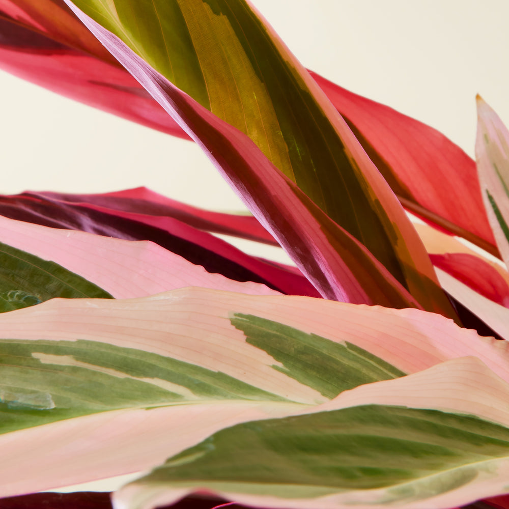 Calathea Triostar