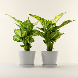 Dieffenbachia (Duo)