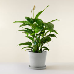 feuillage du Spathiphyllum