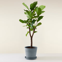 feuillage du Ficus lyrata
