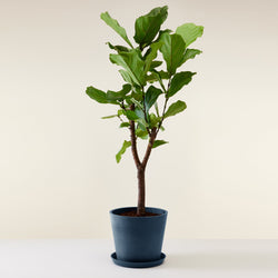 feuillage du Ficus lyrata