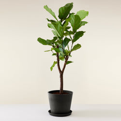 feuillage du Ficus lyrata