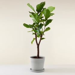 feuillage du Ficus lyrata