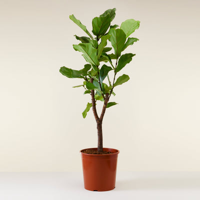 Ficus lyrata dans un pot