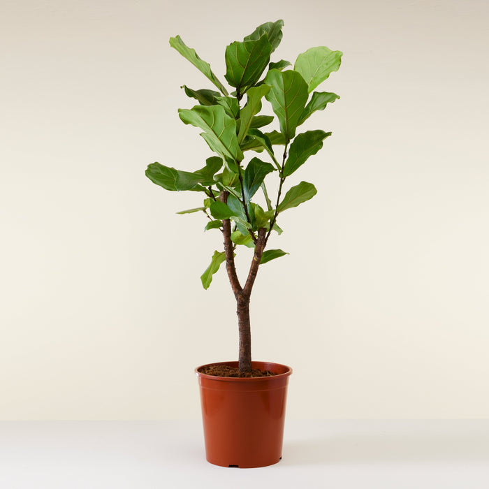 Ficus lyrata dans un pot