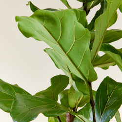 feuillage du Ficus lyrata