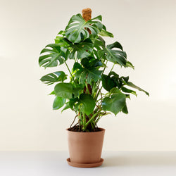 feuille du monstera deliciosa 120 cm
