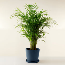 feuille Grand Palmier Areca