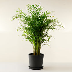 feuille Grand Palmier Areca