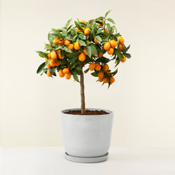 Kumquat, plante d'extérieur, fruit