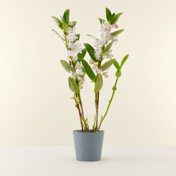 Duo Orchidée Phalaenopsis blanche et Crassula Ovata et leurs