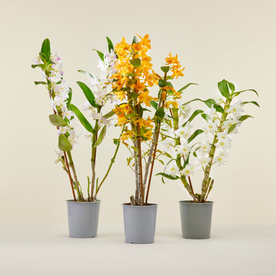 Trio Bamboe Orchideeën