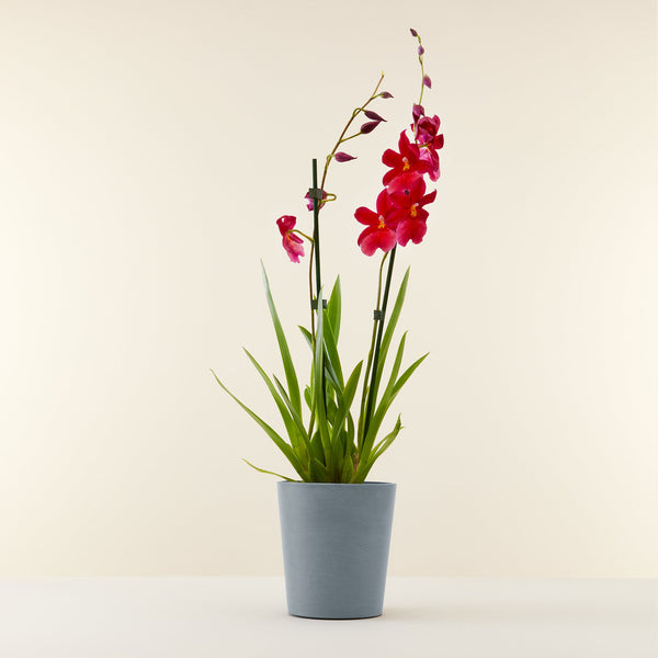 orchidee rouge