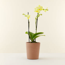 orchidee jaune