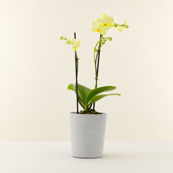 orchidee jaune