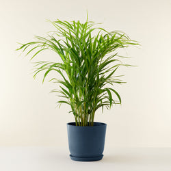 feuille Palmier Areca