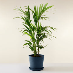 feuille palmier kentia