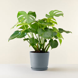 feuille Monstera Deliciosa