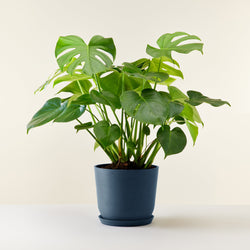 feuille Monstera Deliciosa