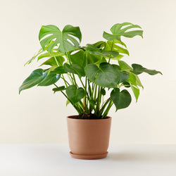 feuille Monstera Deliciosa