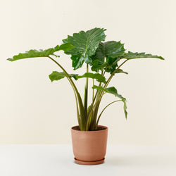 Olifantsoor (Alocasia portadora)
