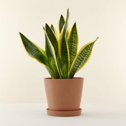 feuille du Sansevieria